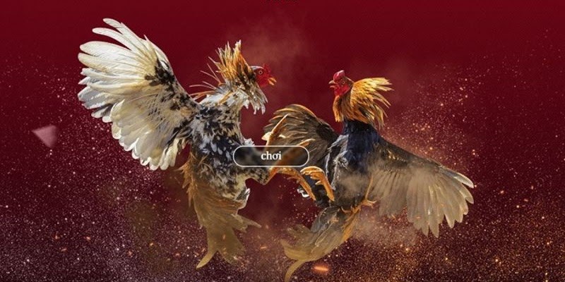 Tổng quan về nhà cái 79sodo