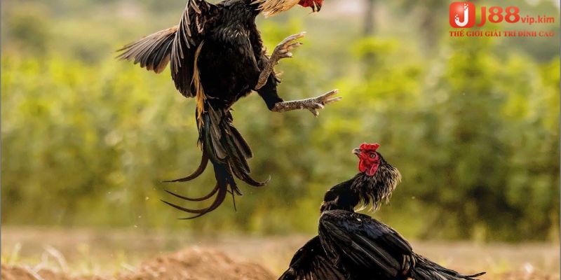 Đá Gà J88 - Hướng Dẫn Chơi Đá Gà Đỉnh Cao Hiện Nay